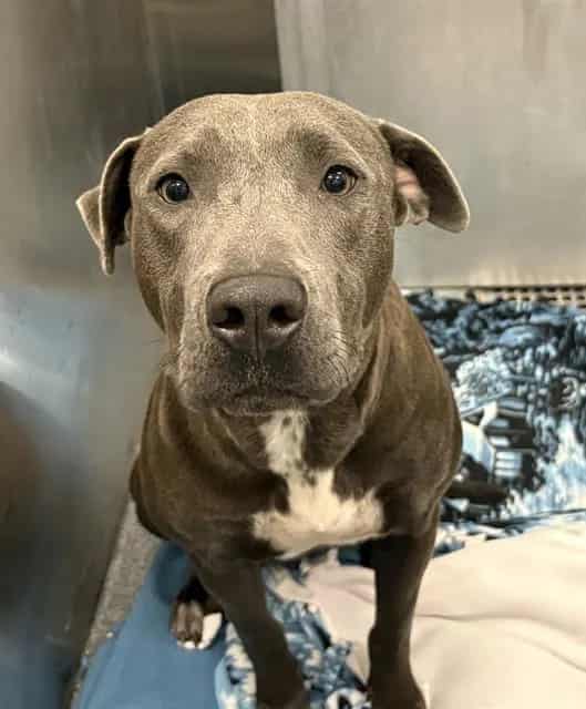 Photo of Snookums, adoptable Mixed Breed and American Pit Bull Terrier