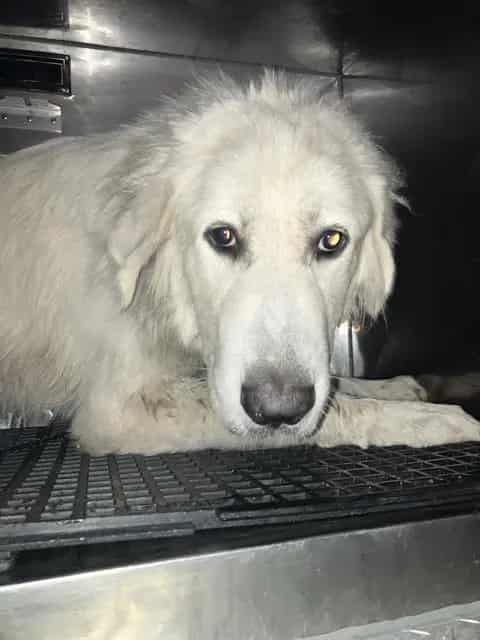 Photo of Twigs, adoptable Mixed Breed