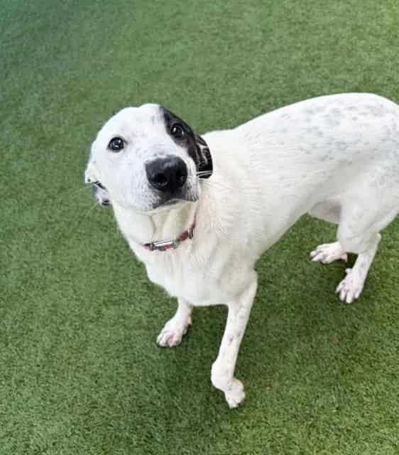 Photo of Egypt, adoptable Mixed Breed