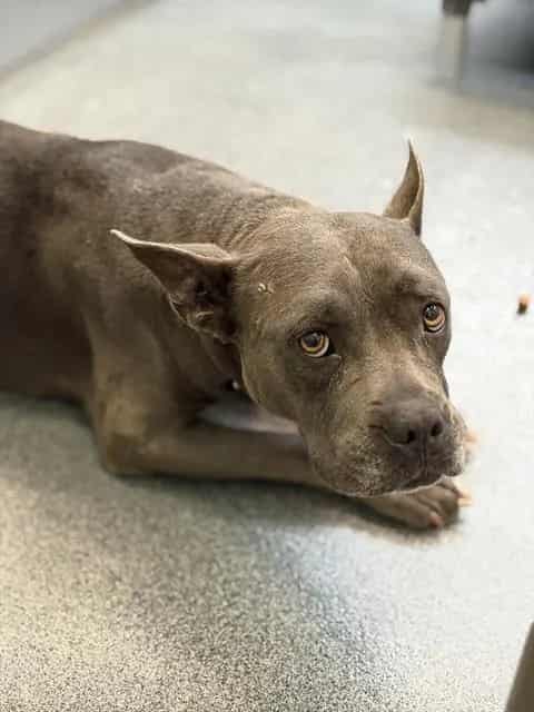 Photo of Star, adoptable Mixed Breed and Pit Bull Terrier