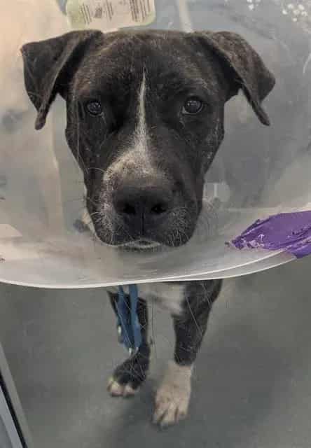 Photo of Clarence, adoptable Staffordshire Bull Terrier