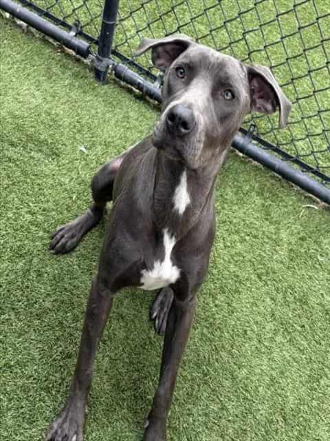 Photo of Sky, adoptable Mixed Breed
