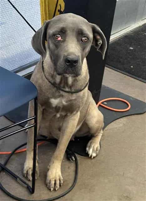 Photo of Hazel, adoptable Mixed Breed