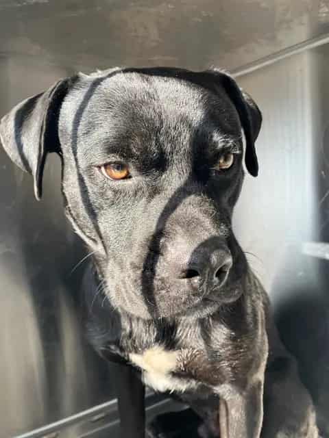 Photo of Midnight, adoptable Mixed Breed