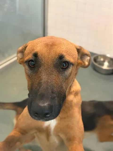 Photo of Laura, adoptable Mixed Breed