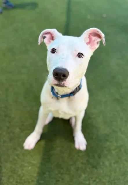 Photo of David, adoptable Pit Bull Terrier