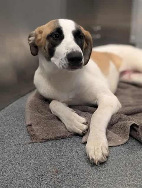 Photo of Arizona, adoptable Mixed Breed