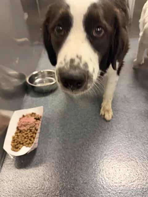 Photo of Juju, adoptable Mixed Breed