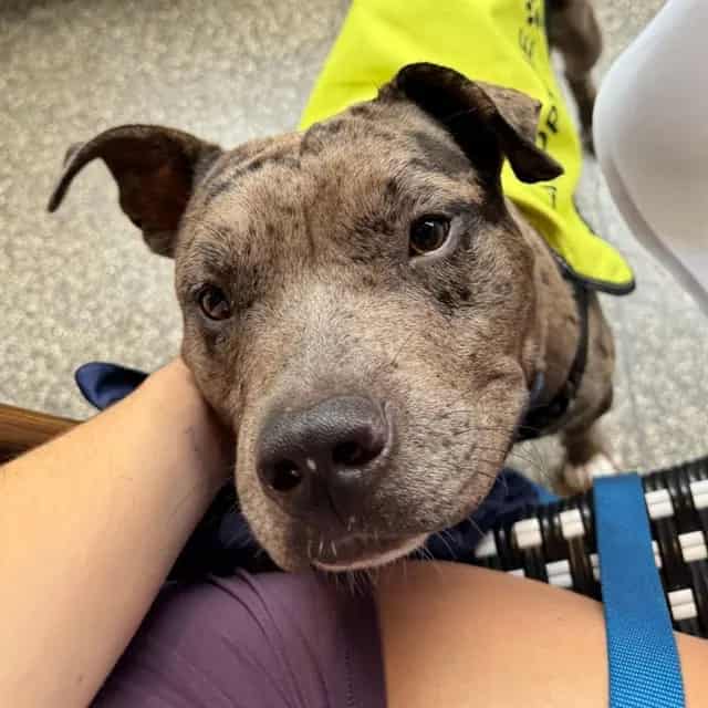 Photo of Moose, adoptable Mixed Breed