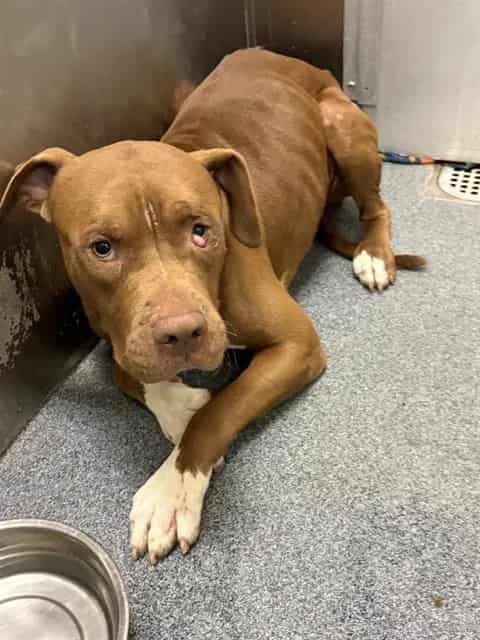 Photo of Wilbur, adoptable Mixed Breed
