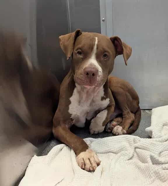 Photo of Watson, adoptable Mixed Breed