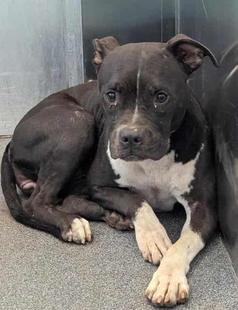 Photo of Willa, adoptable Mixed Breed