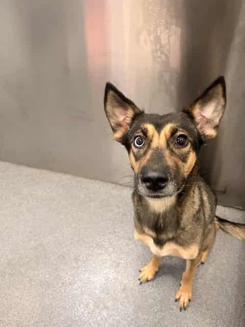 Photo of Sol, adoptable Mixed Breed
