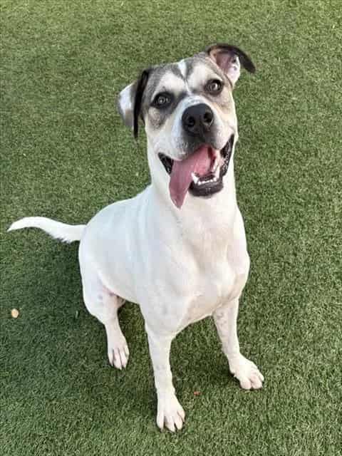 Photo of Frankie, adoptable Mixed Breed
