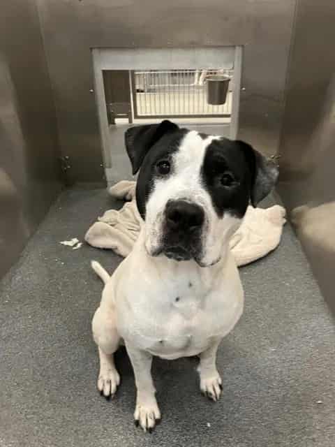Photo of Cali, adoptable Mixed Breed