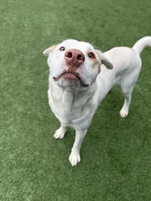 Photo of Danny, adoptable Mixed Breed
