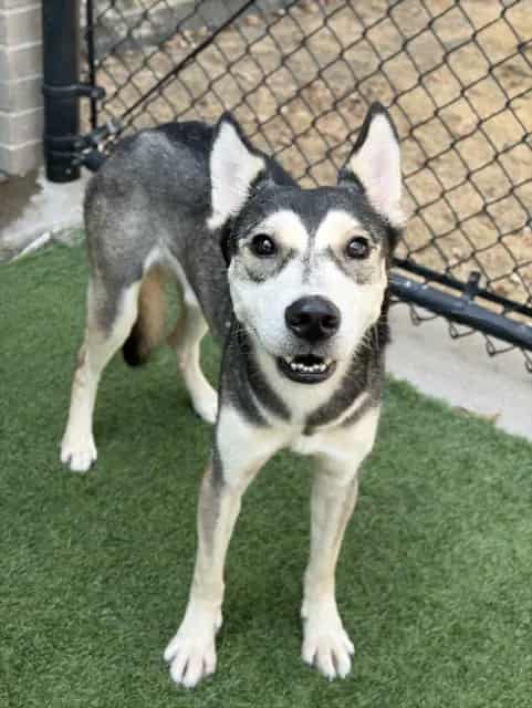 Photo of Lucky, adoptable Mixed Breed