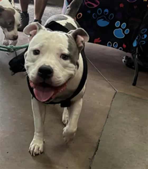 Photo of Kilo, adoptable Mixed Breed
