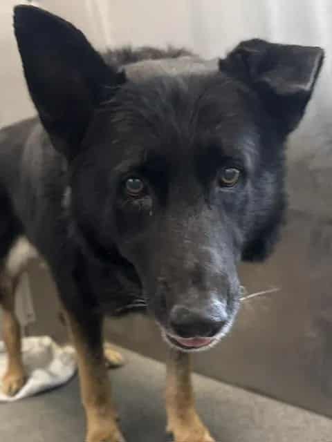 Photo of Lyle, adoptable Mixed Breed