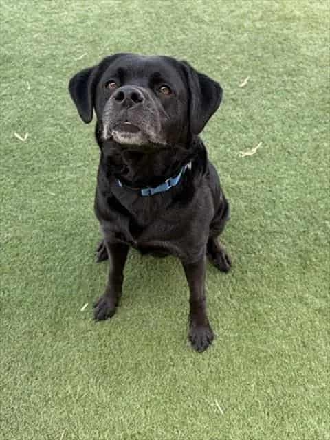 Photo of Violet, adoptable Mixed Breed