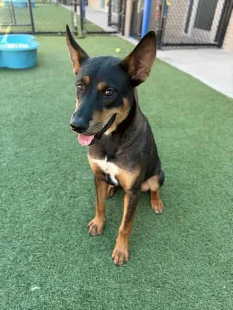 Photo of Brody, adoptable Mixed Breed