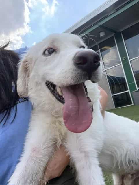 Photo of Taylon, adoptable Mixed Breed