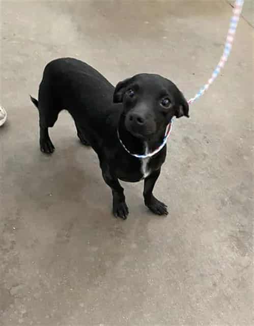 Photo of Midnight, adoptable Mixed Breed