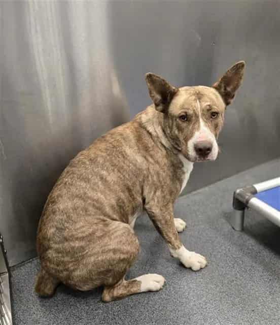 Photo of Sheba, adoptable Mixed Breed