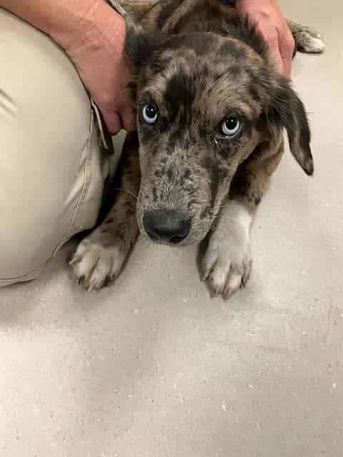 Photo of Gwen, adoptable Catahoula Leopard Hound