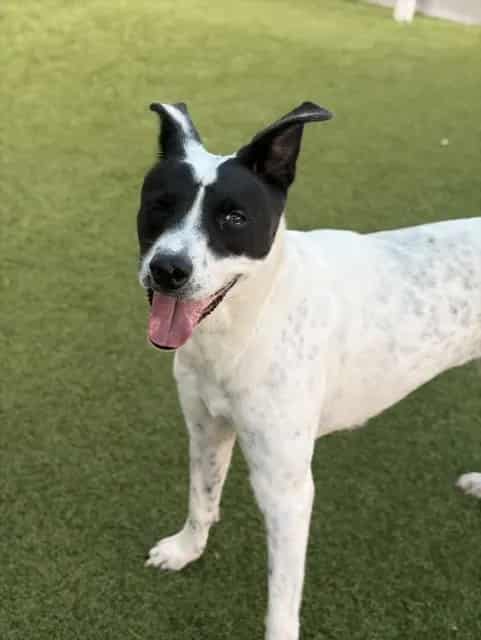 Photo of Susana, adoptable Mixed Breed