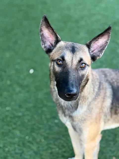 Photo of Cali, adoptable Mixed Breed