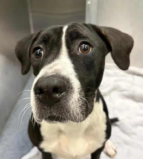 Photo of Aresa, adoptable Mixed Breed