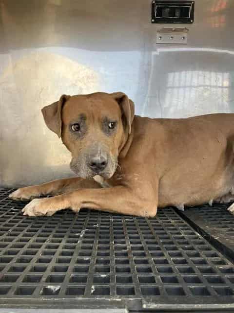 Photo of Erika, adoptable Mixed Breed