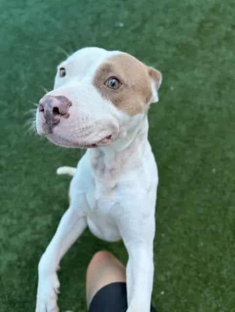 Photo of Mega, adoptable Mixed Breed