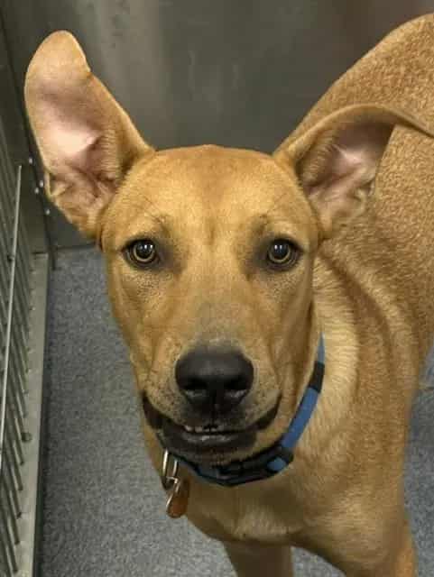 Photo of Clyde, adoptable Mixed Breed