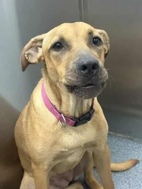 Photo of Bonnie, adoptable Mixed Breed