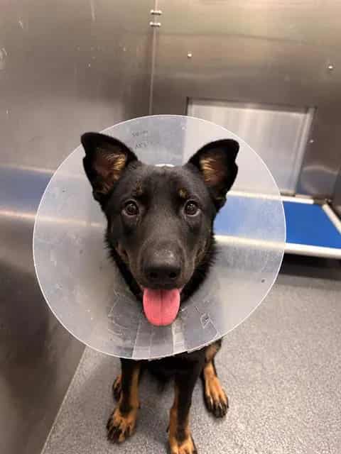 Photo of Queso, adoptable Mixed Breed
