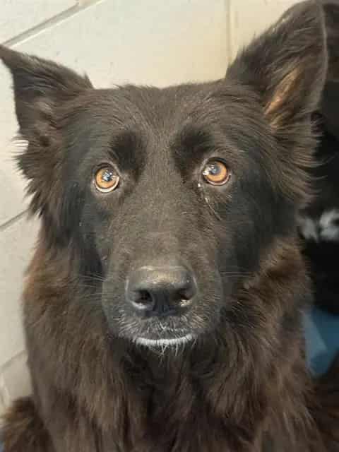 Photo of Cardi-B, adoptable German Shepherd Dog mix