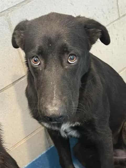 Photo of Ice-Spice, adoptable Mixed Breed