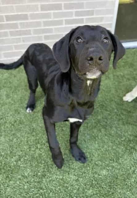 Photo of Pepper, adoptable Mixed Breed