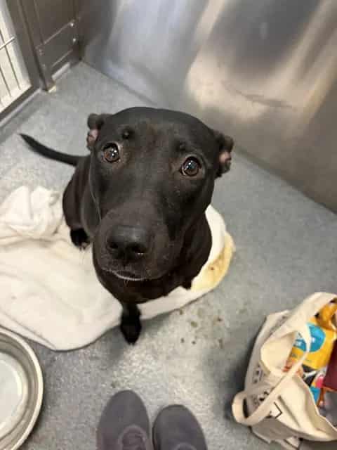 Photo of Vannessa, adoptable Mixed Breed