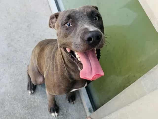 Photo of Shelly, adoptable Mixed Breed