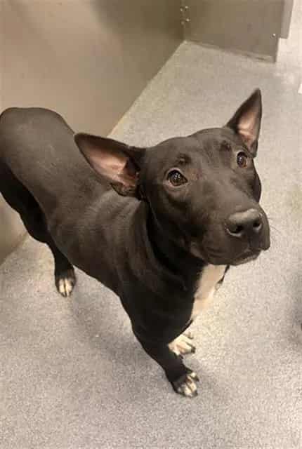 Photo of Pelt, adoptable Mixed Breed