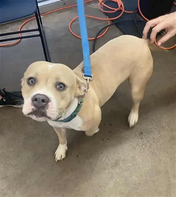 Photo of Sweetie, adoptable Mixed Breed