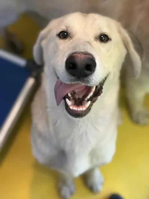 Photo of Lee, adoptable Mixed Breed