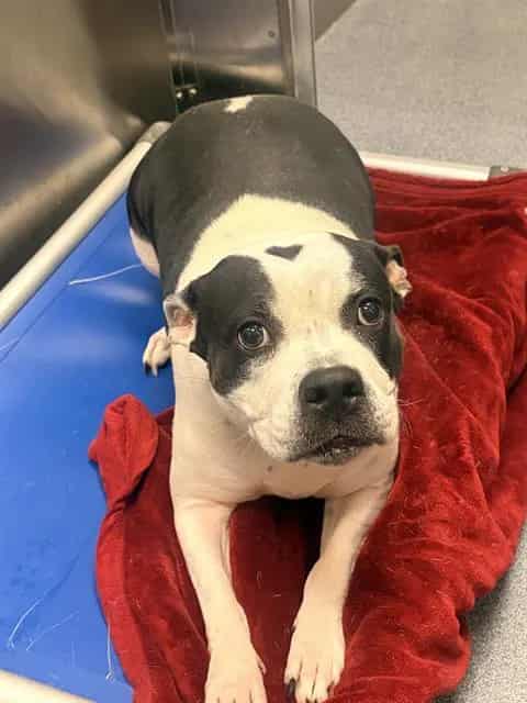 Photo of Lady, adoptable Mixed Breed