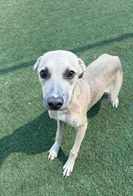 Photo of Tyrah, adoptable Mixed Breed
