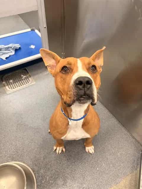 Photo of Pooh Bear, adoptable Mixed Breed and Pit Bull Terrier