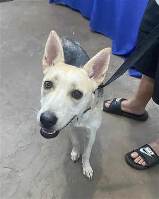 Photo of Sammie, adoptable Mixed Breed