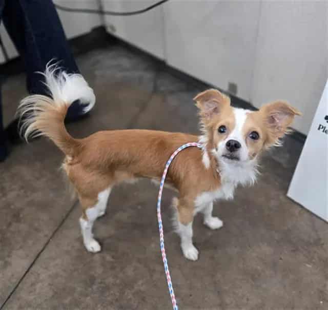 Photo of Lucas, adoptable Mixed Breed